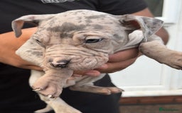 Mixed Breed dogs for sale: Old English cross, cane corsa  - Image 2