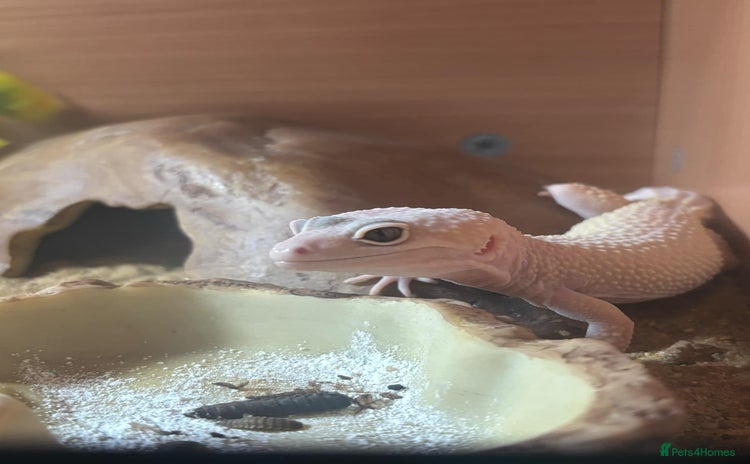 Leopard Gecko reptiles - Advert 6