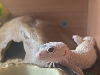 Leopard Gecko reptiles - Advert 33