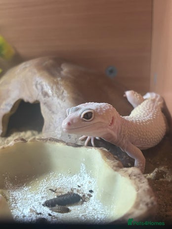 Leopard Gecko reptiles - Advert 9