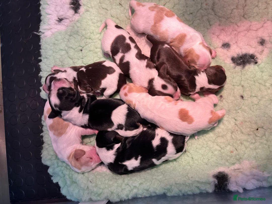 Cocker Spaniel dogs for stud: 🧡🧡 KC REG Stud Orange Roan Show Cocker Spaniel in Northallerton - Advert 6