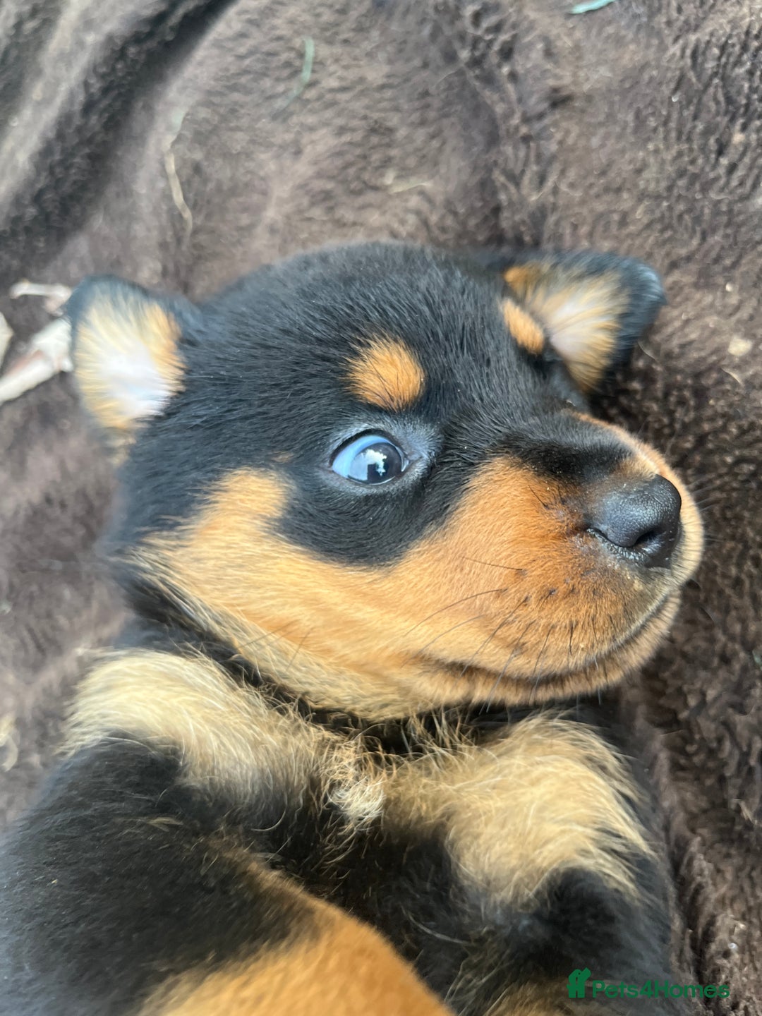 Rottweiler dogs for sale: Rottweiler pups  - Image 12