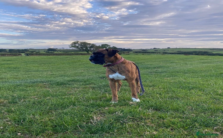 Boxer dogs - Advert 2