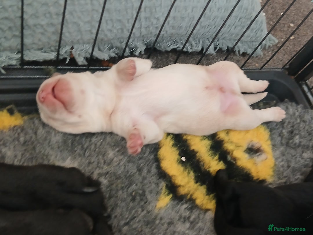 Labrador Retriever dogs for sale: 5 beautiful labrador puppies - Image 9