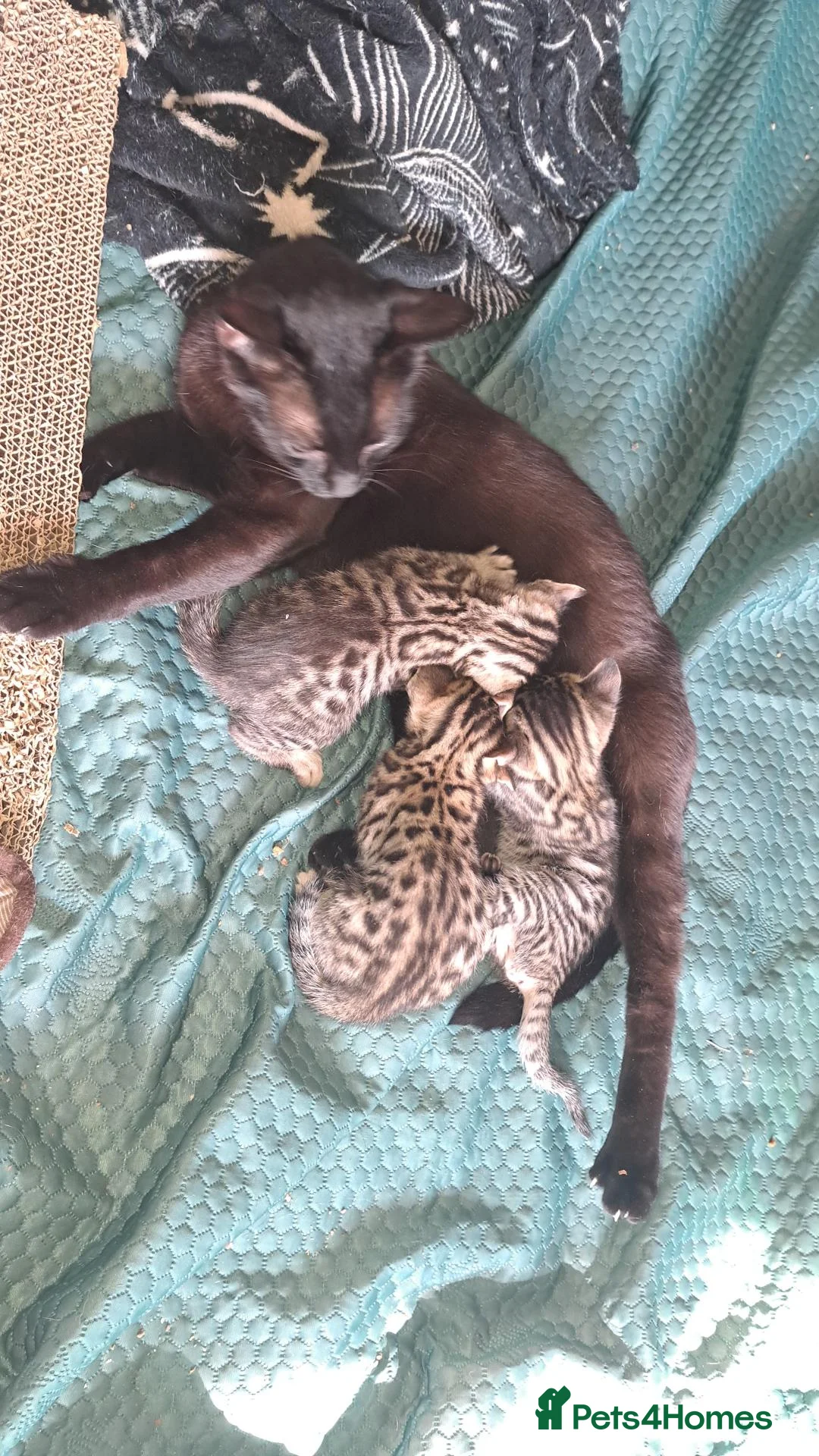 Bengal cats for sale: Snow lynx bengal kittens  - Advert 1
