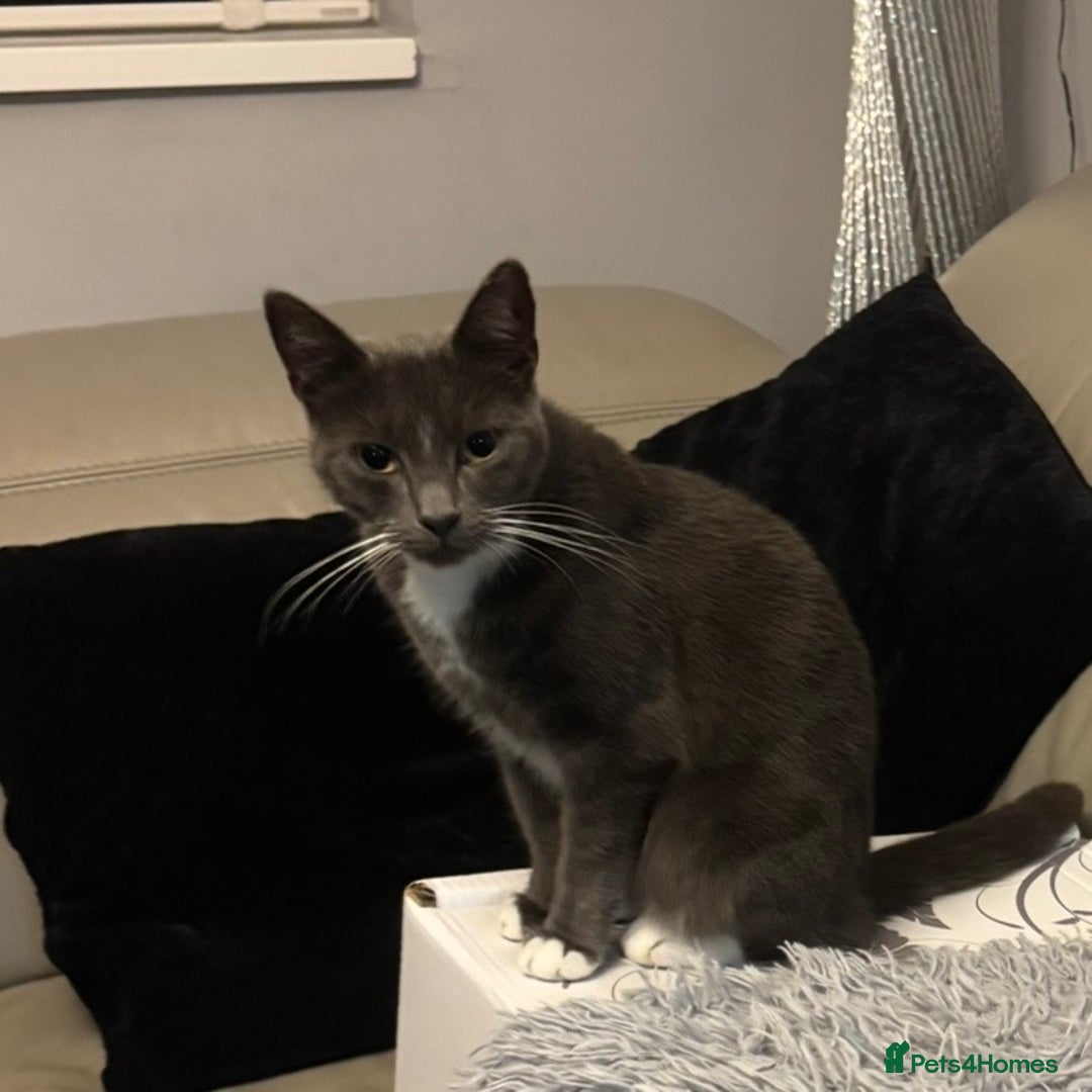 Domestic Shorthair cats for sale: Two female cats  - Advert 2