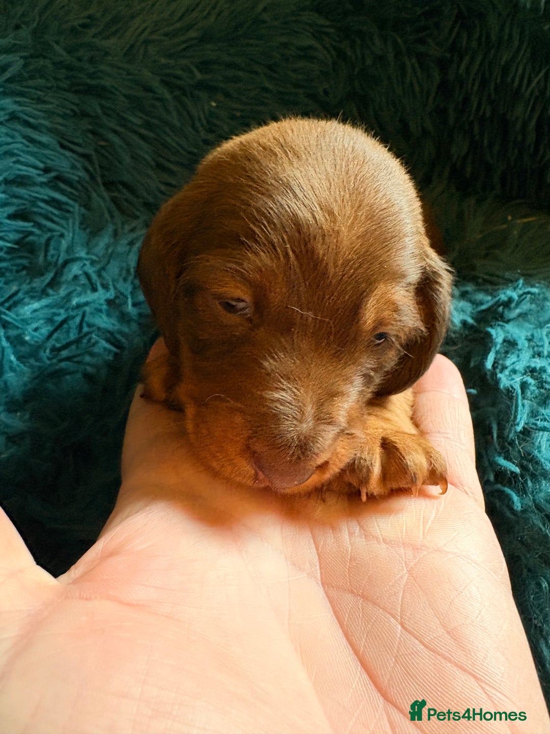Dachshund dogs for sale: Miniature Smooth Haired Dachshunds  - Advert 5