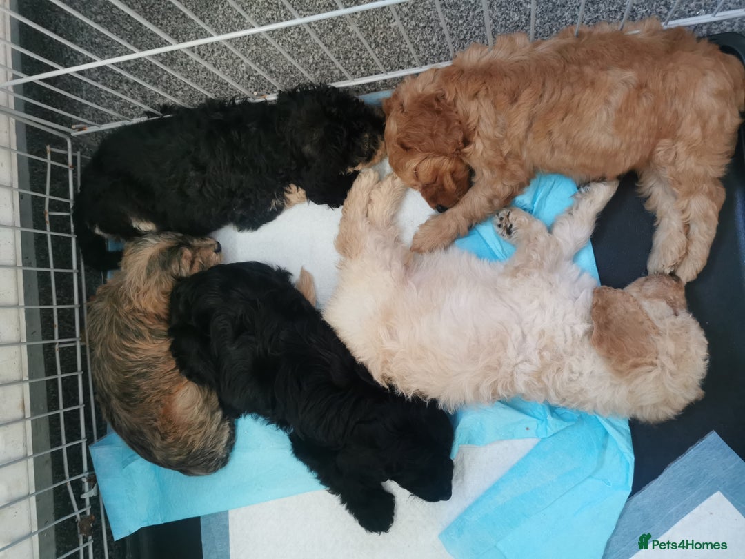 Cockapoo dogs for sale: Amazing cockapoo  - Advert 5