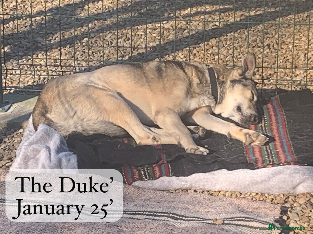 Mixed Breed dogs for adoption: The Duke, 8 yrs approx. Available for adoption. - Advert 30