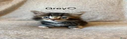 Mixed Breed cats for sale: Adorable Fluffy Tabby Kittens Ready For New Home!! in Skelmersdale - Advert 12