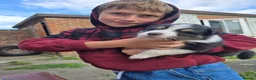 Australian Shepherd dogs for sale: 🐾 Beautiful Australian Shepherd (Aussie) Puppies  - Advert 13
