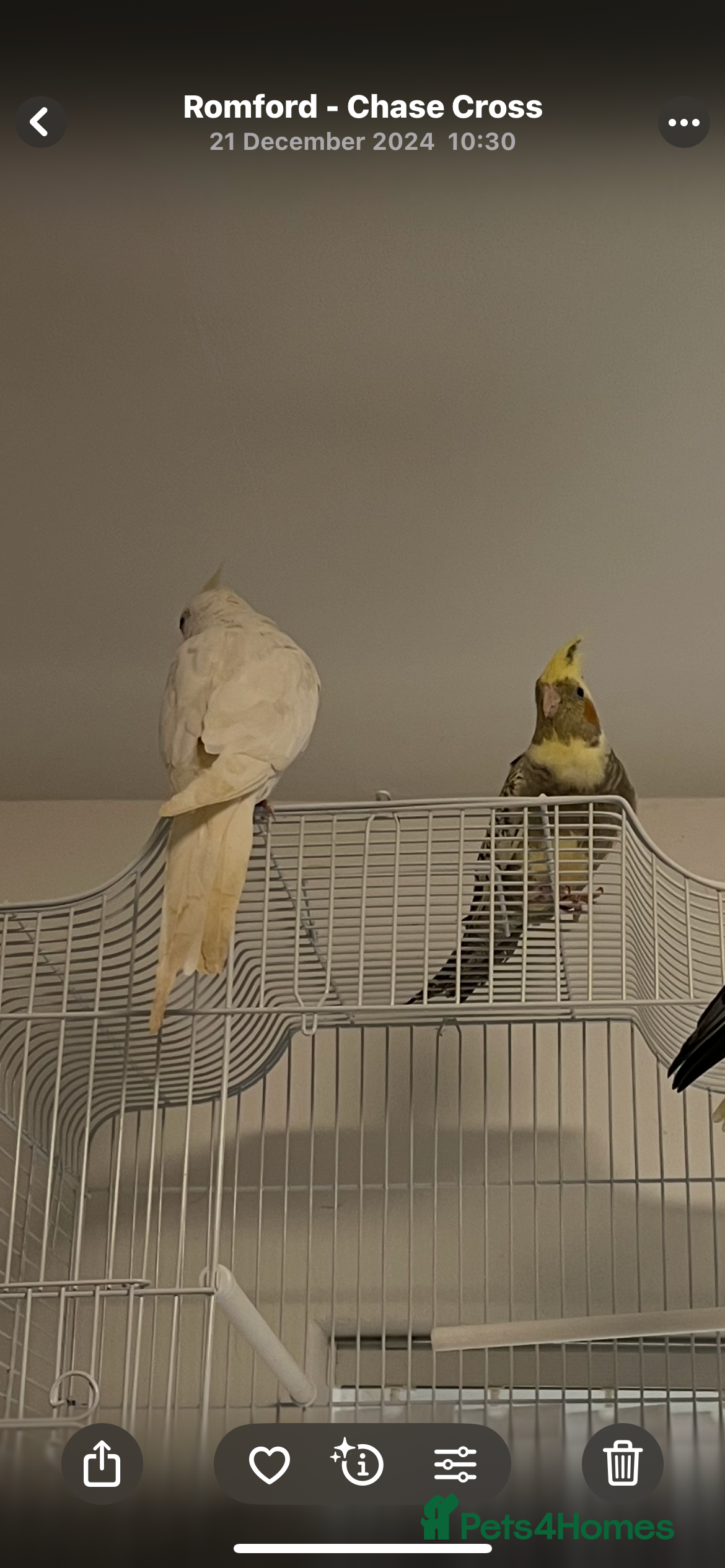 Cockatiels birds Cockatiels for sale  - Advert 1