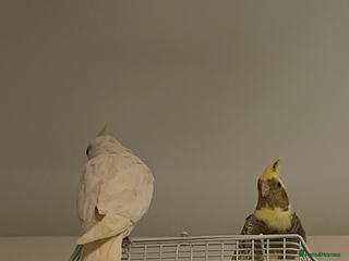 Cockatiels birds Cockatiels for sale - Advert 2