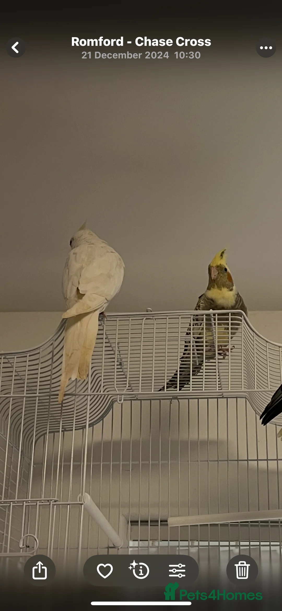 Cockatiels birds for sale: Cockatiels for sale  - Advert 2