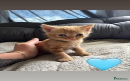 Mixed Breed cats for sale: Beautiful kittens for sale - Image 9