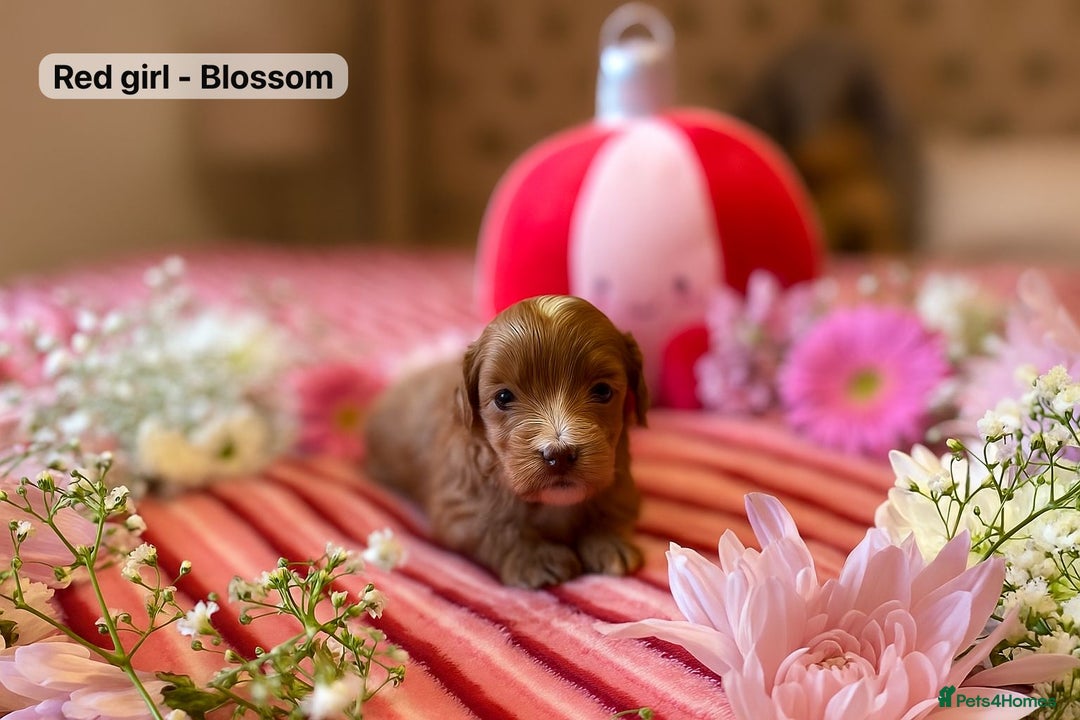 Maltipoo dogs for sale: STUNNING F1B MALTIPOO PUPPIES 🐶🎅🏼 - Image 1
