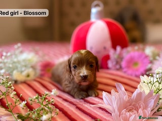 Maltipoo dogs - Advert 1