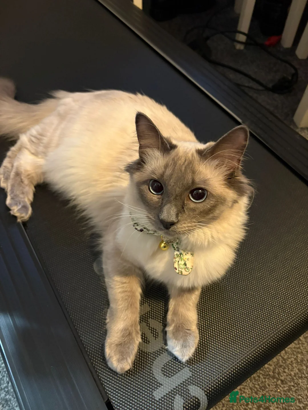 Ragdoll cats for sale: Seal Point Pedigree Ragdoll, 1 Year Old in Holywell - Advert 1