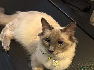 Ragdoll cats Seal Point Pedigree Ragdoll, 1 Year Old - Advert 1