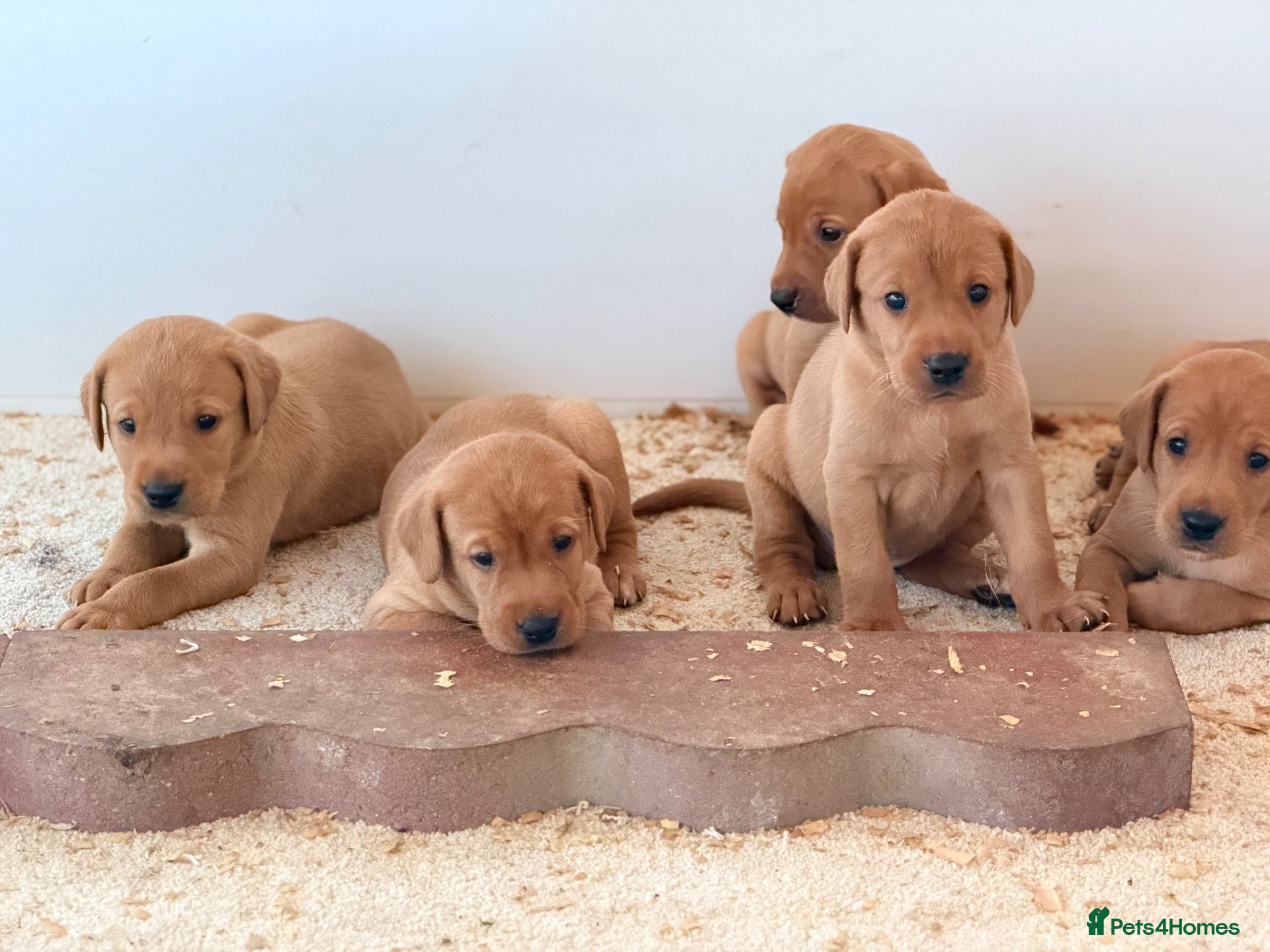 Labrador Retriever dogs Labrador Retriever puppies - Advert 1