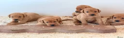 Labrador Retriever dogs for sale: Labrador Retriever puppies - Advert 1