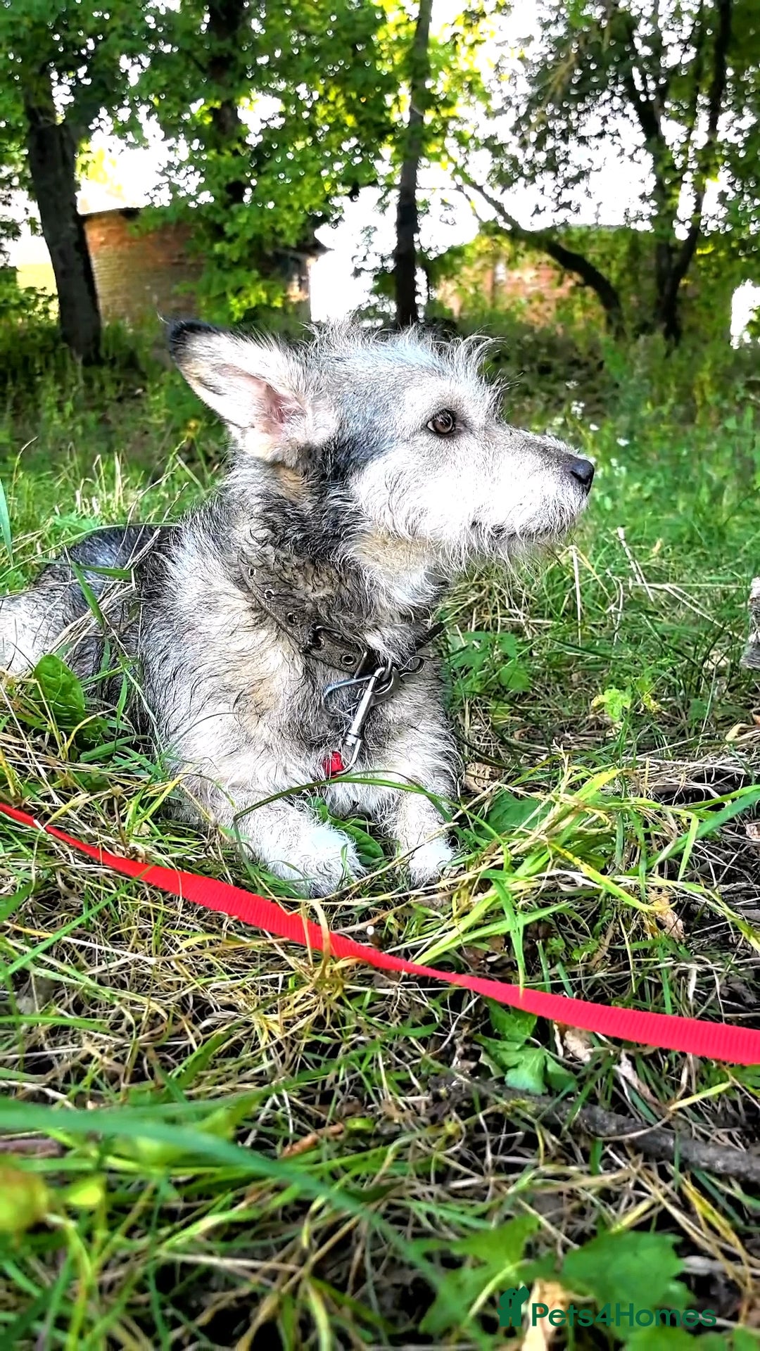 Mixed Breed dogs for adoption: 💙🐶 CHIP 🐶💙 - Image 11