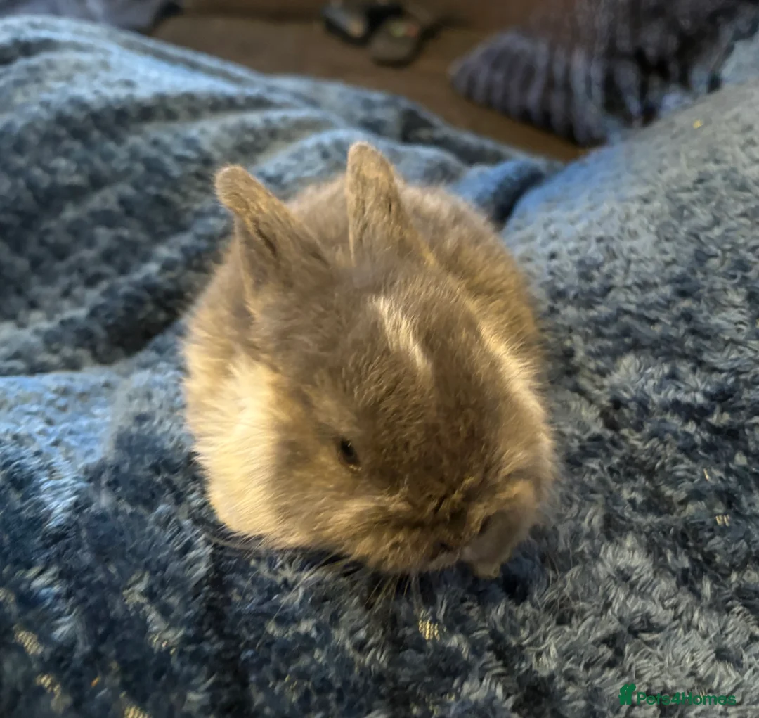 Mini Lop rabbits for sale: Beautiful pure bred mini lop bunnies - Advert 15