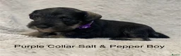 Miniature Schnauzer dogs for sale: Beautiful KC Reg Miniature Schnauzers - Advert 12