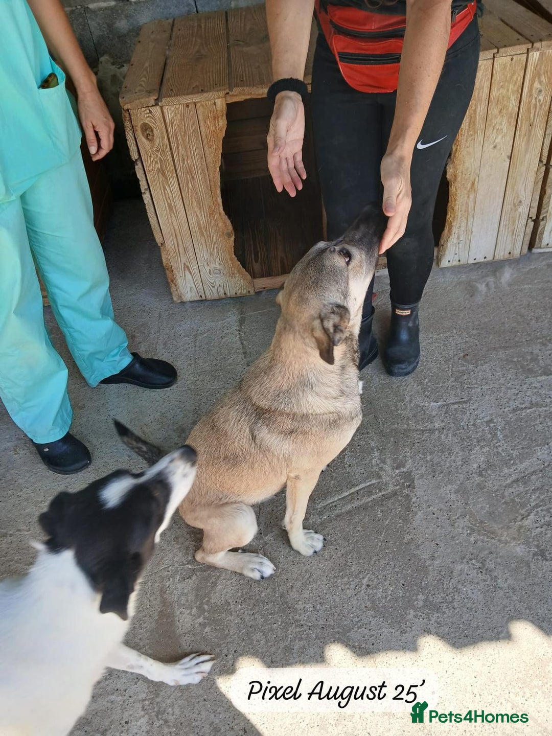 Mixed Breed dogs for adoption: Pixel, 3-4 yrs old. Available for adoption. - Image 13