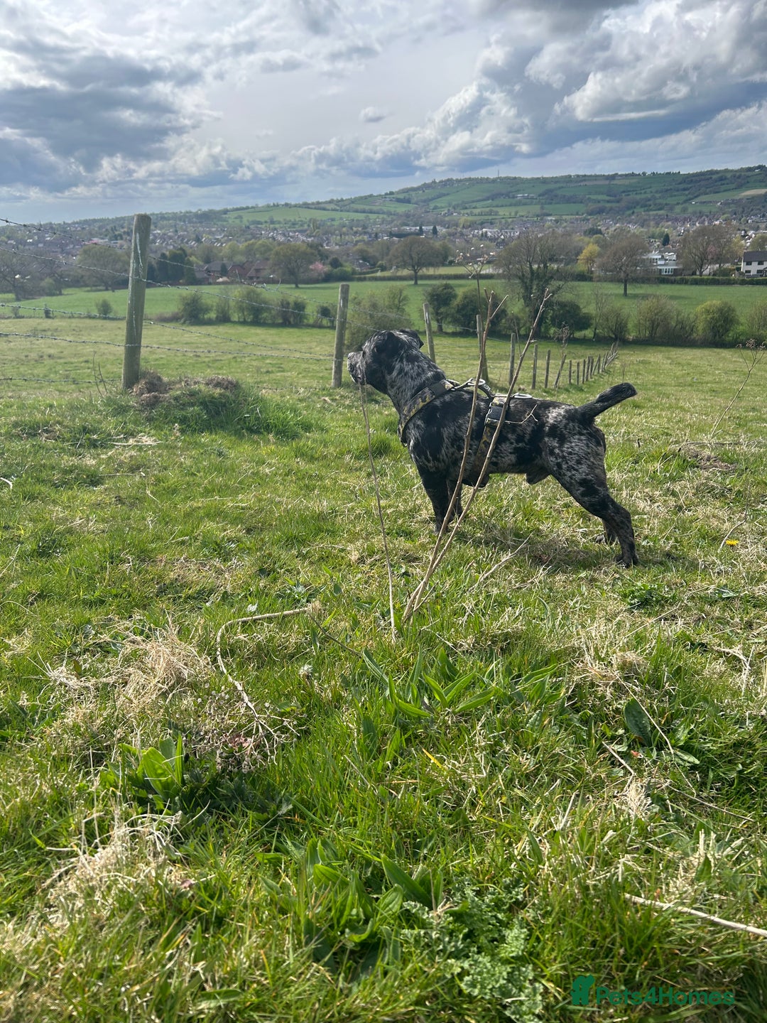 Staffordshire Bull Terrier dogs for stud: Merl Staffies  - Advert 2