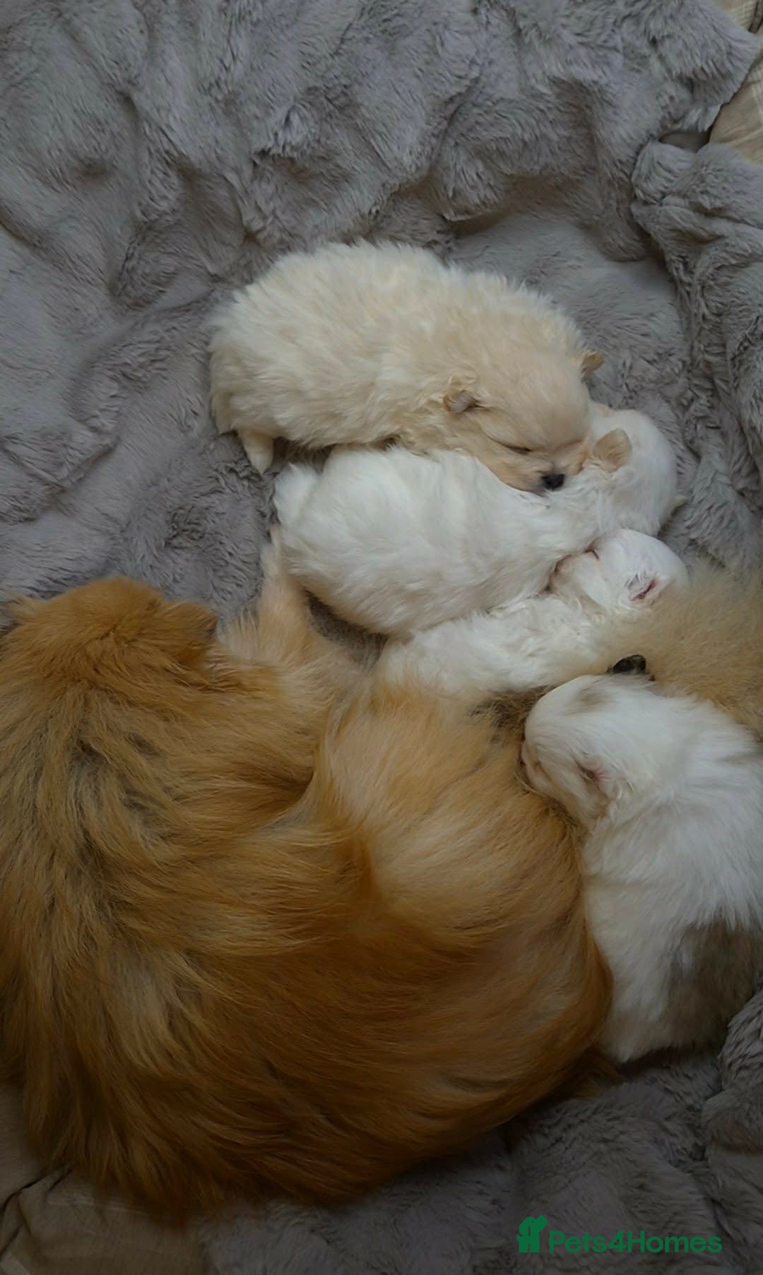 Pomeranian dogs Quality Teddy type KC Pomeranian Puppies - Advert 2