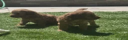 Cockapoo dogs for sale: Outstanding cockapoo puppies - Advert 18