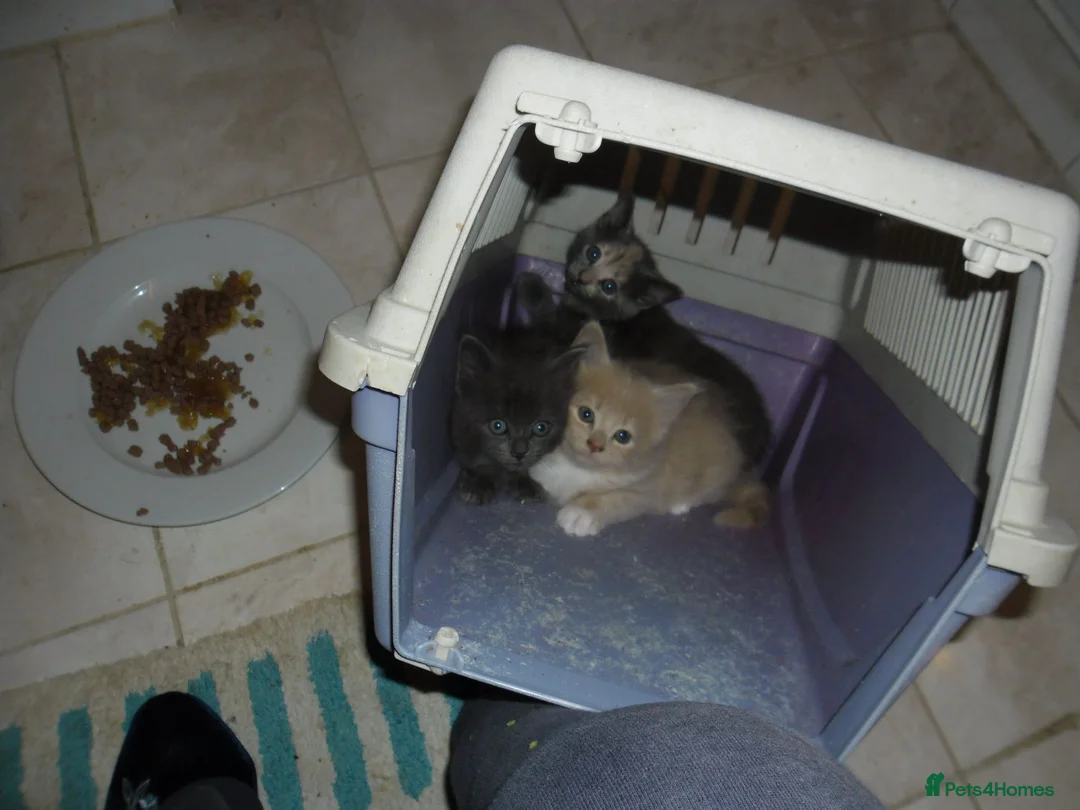 Mixed Breed cats for sale: 5 BEAUTIFUL KITTENS FOR SALE - Advert 11