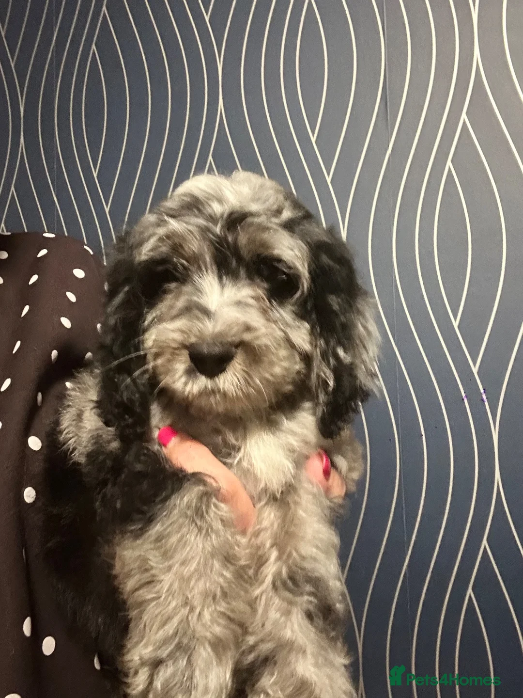 Cockapoo dogs for sale: Ready now - Gorgeous cockapoo pups - Advert 1