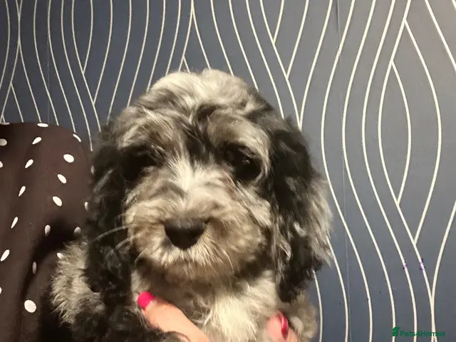 Cockapoo dogs for sale: Ready now - Gorgeous cockapoo pups - Advert 12