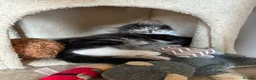 Mixed Breed cats for sale: 3 beautiful kittens for sale  - Advert 5