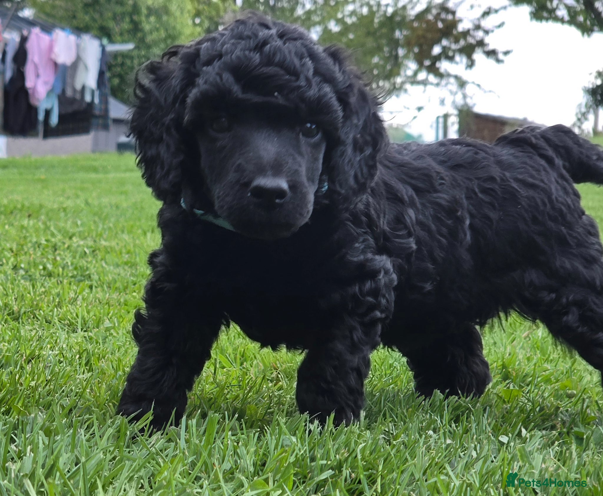 Poodle dogs for sale: Exceptional health tested Moyen Poodles  - Advert 13