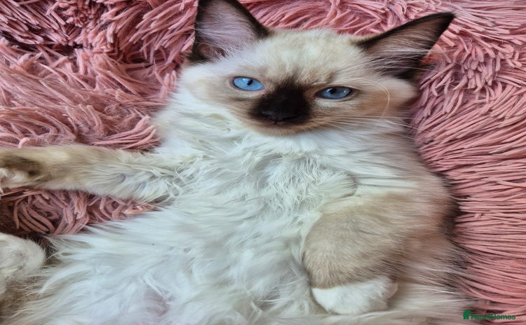 Ragdoll cats - Advert 10