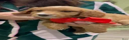 Goldendoodle dogs for sale: Golden doodles F2b L@@k reduced!!  - Advert 25