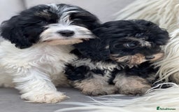 Cavapoo dogs for sale: Cavapoo female puppy - health tested - Image 3