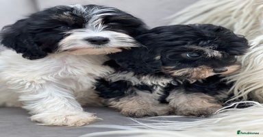 Cavapoo dogs - Advert 3