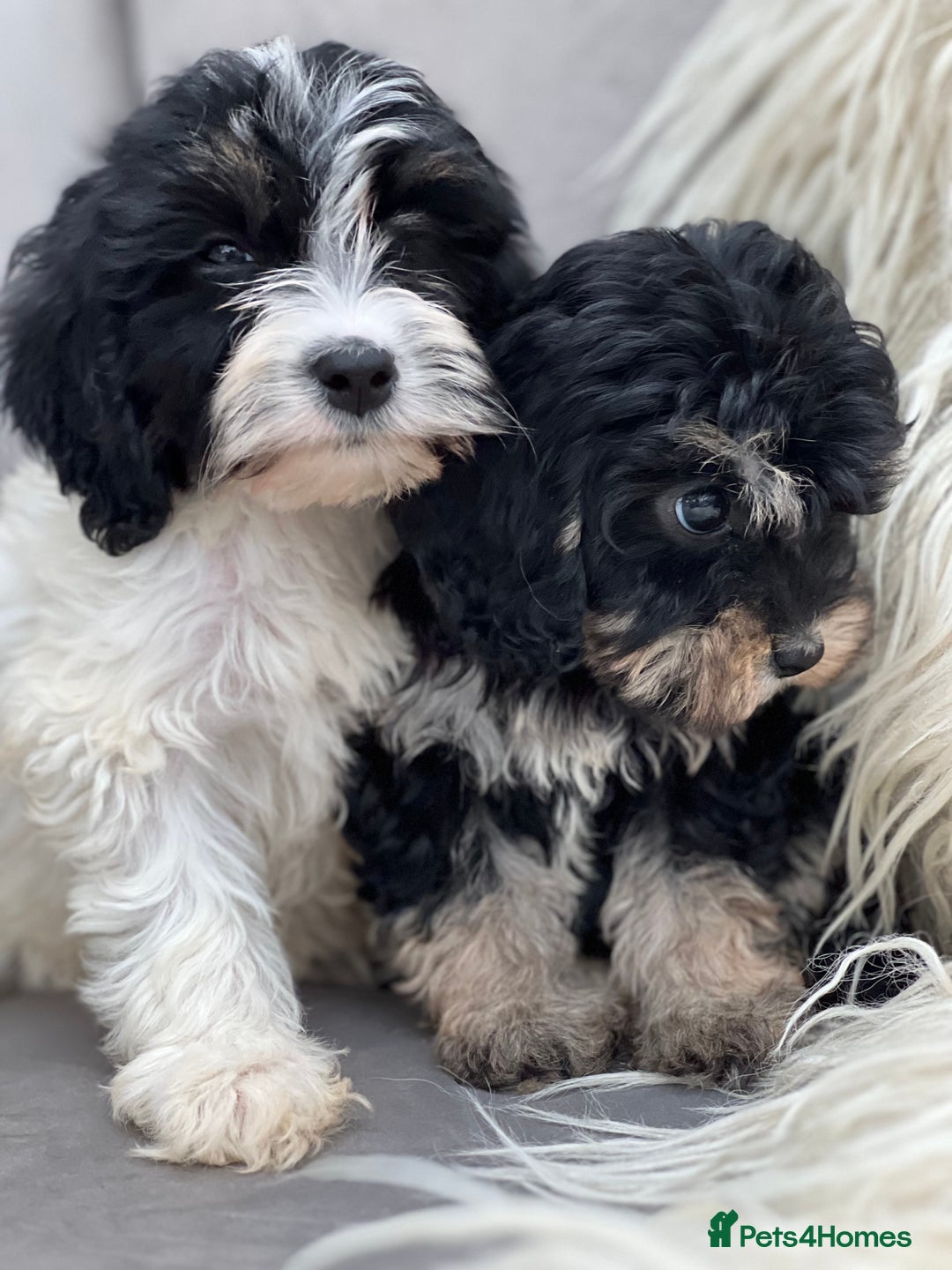 Cavapoo dogs for sale: Cavapoo female puppy - health tested - Image 3