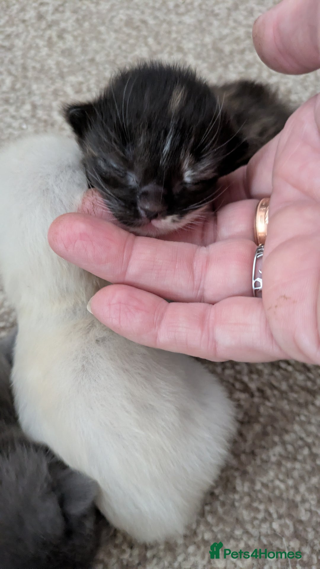 Ragdoll cats for sale: Beautiful ⅞ ragdoll kitten DNA tested clean - Image 11