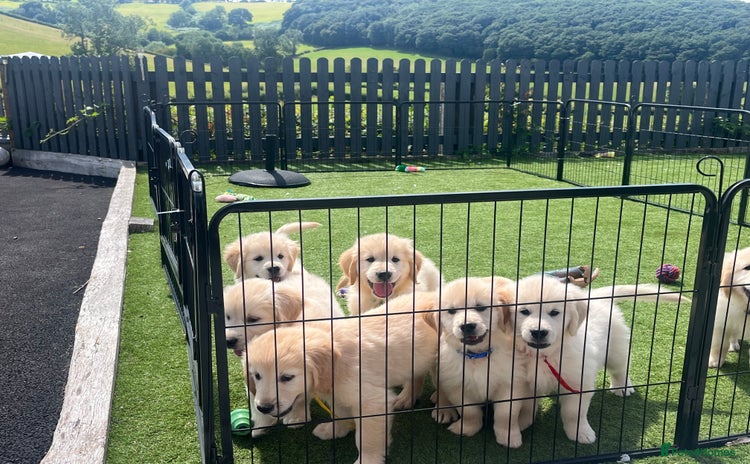 Golden Retriever dogs - Advert 4