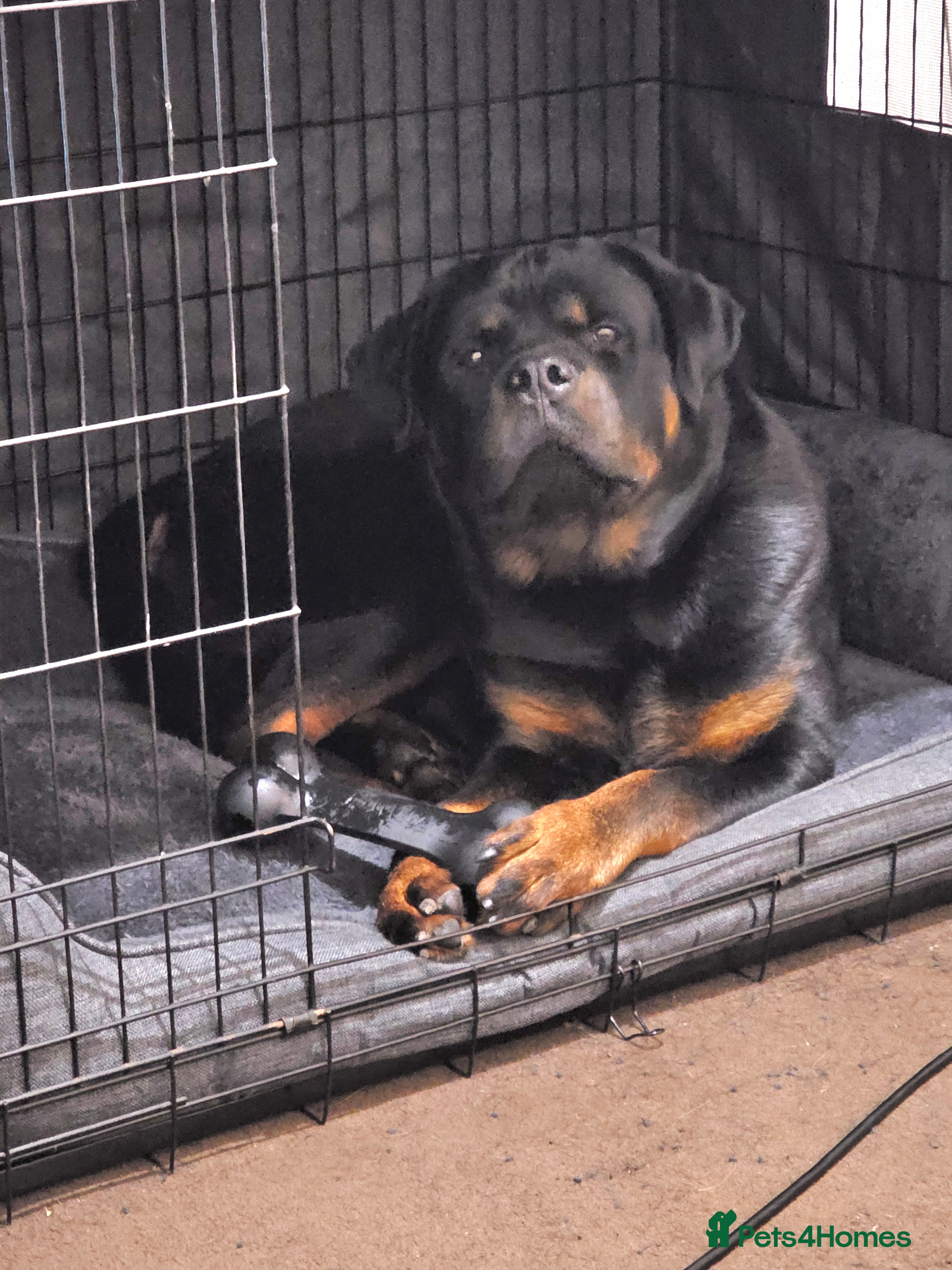 Rottweiler dogs 11 month old male Rottweiler for sale  - Advert 1