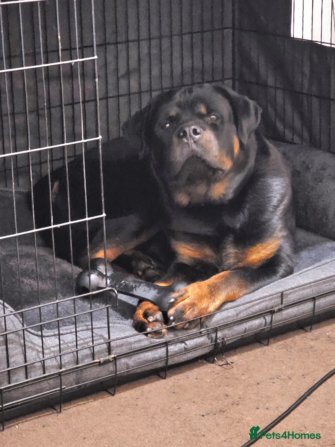 Rottweiler dogs for sale: 11 month old male Rottweiler for sale  - Advert 1