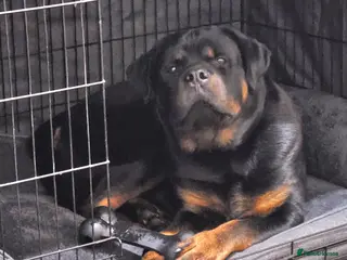 Rottweiler dogs 11 month old male Rottweiler for sale - Advert 3