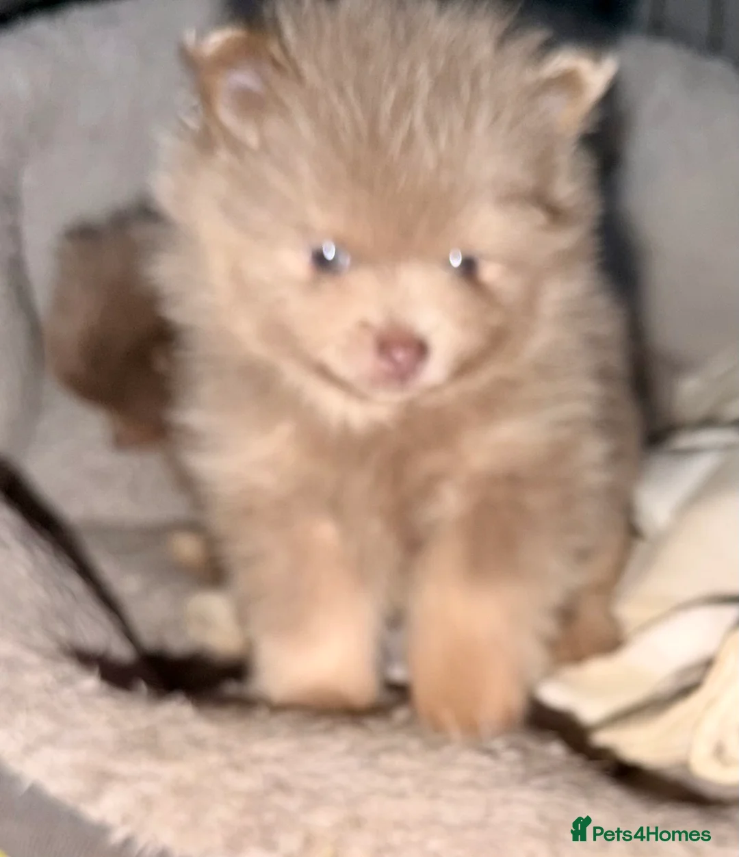Pomeranian dogs for sale: Stunning fluffy Pomeranian pups lilac and tan  - Advert 3