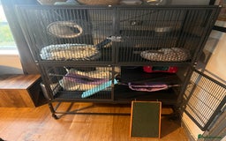 Ferret rodents for sale: 2 Bonded male ferrets, cage and full set up - Image 15