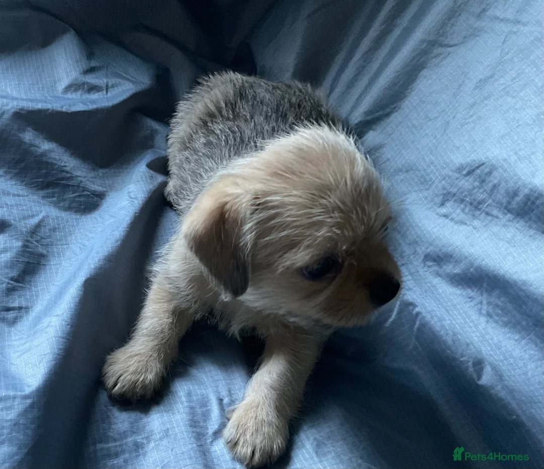 Mixed Breed dogs for sale: SHIH TZU/ CHIHUAHUAS  - Advert 11